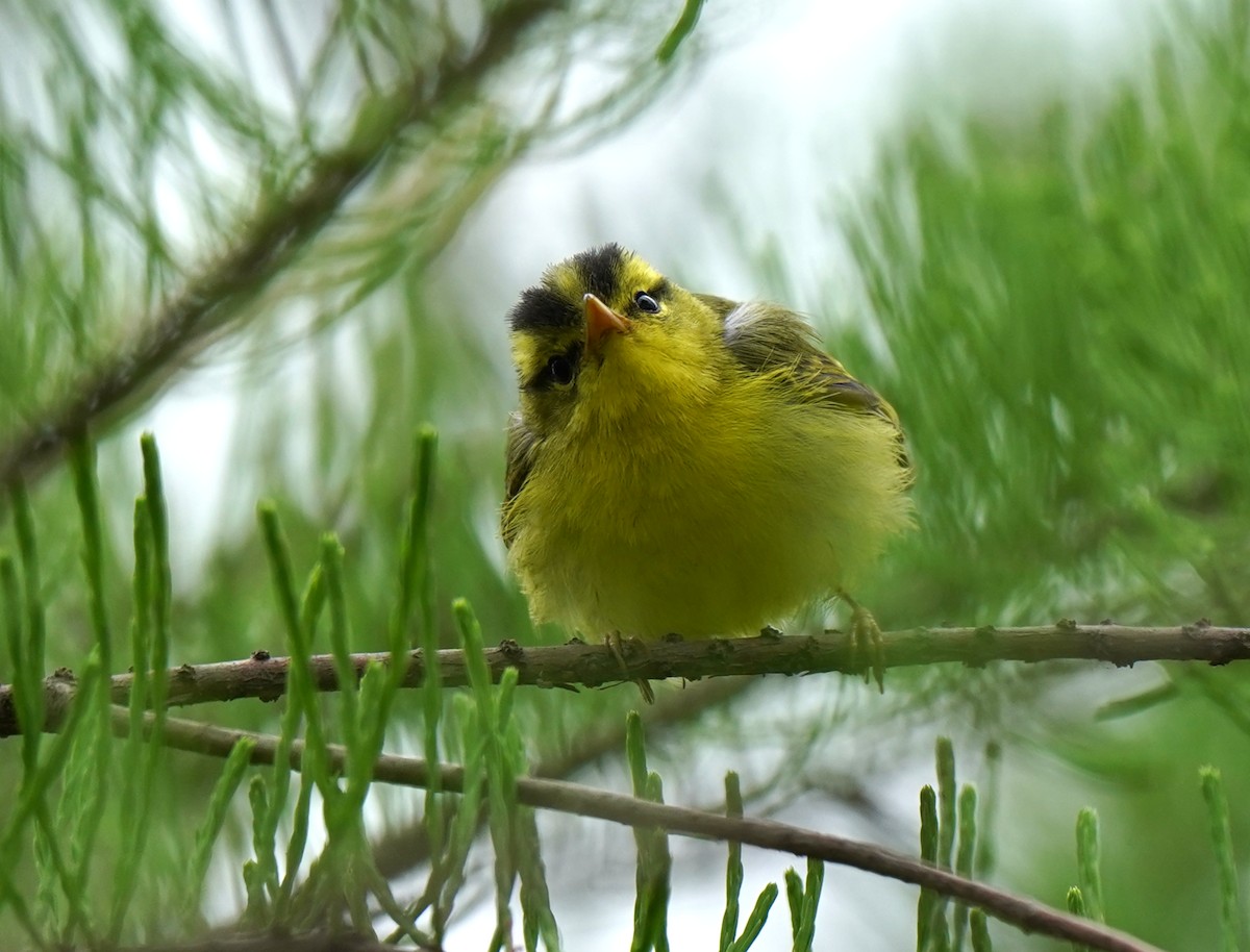 Pouillot de Rickett - ML634127459