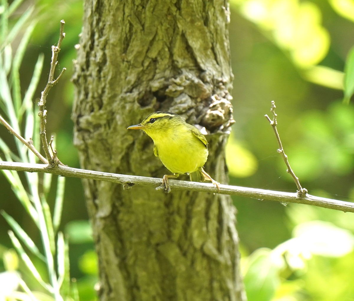 Pouillot de Rickett - ML634127461