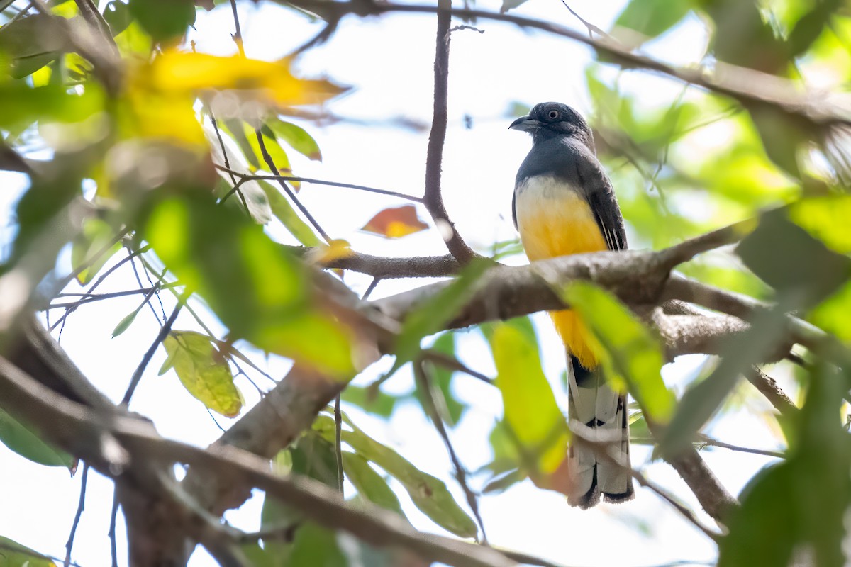 Limon Rengi Trogon - ML634127521