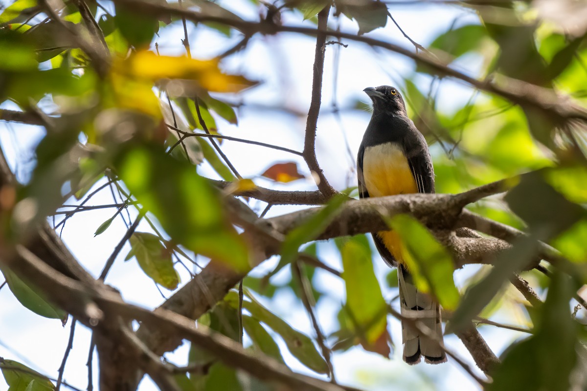 Limon Rengi Trogon - ML634127522