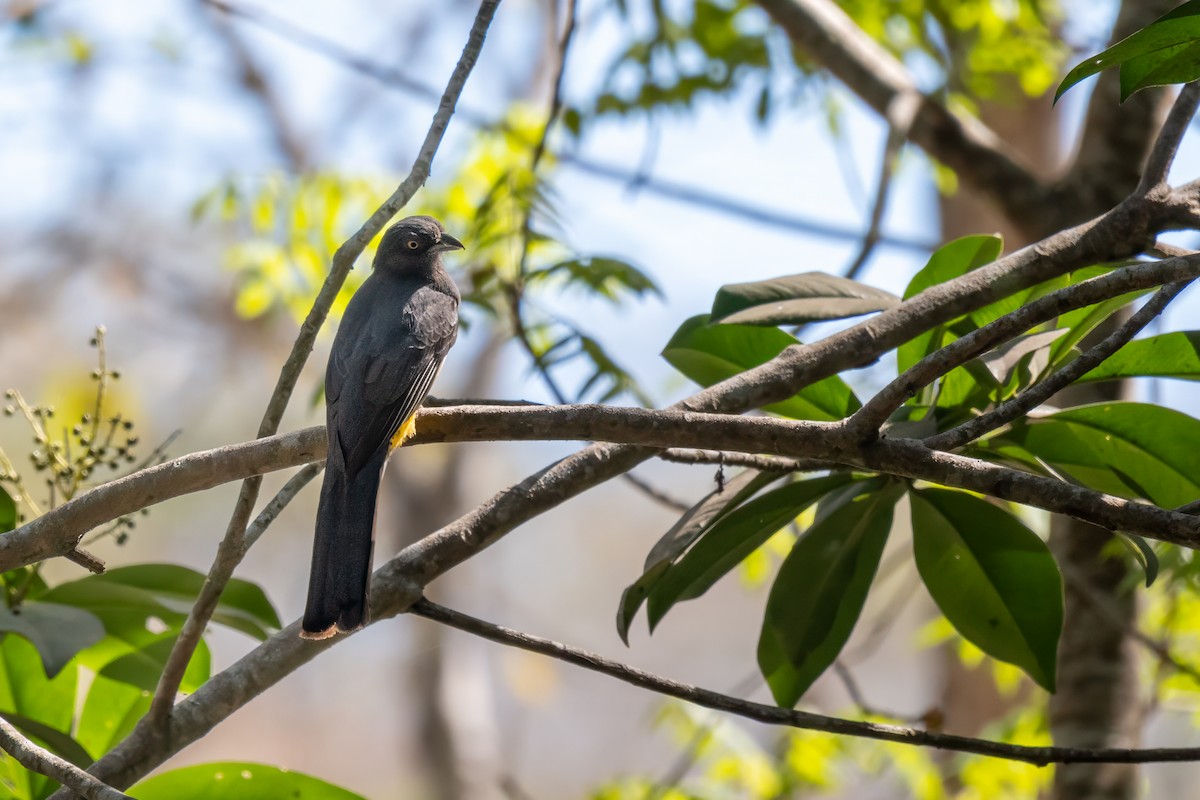 Limon Rengi Trogon - ML634127523