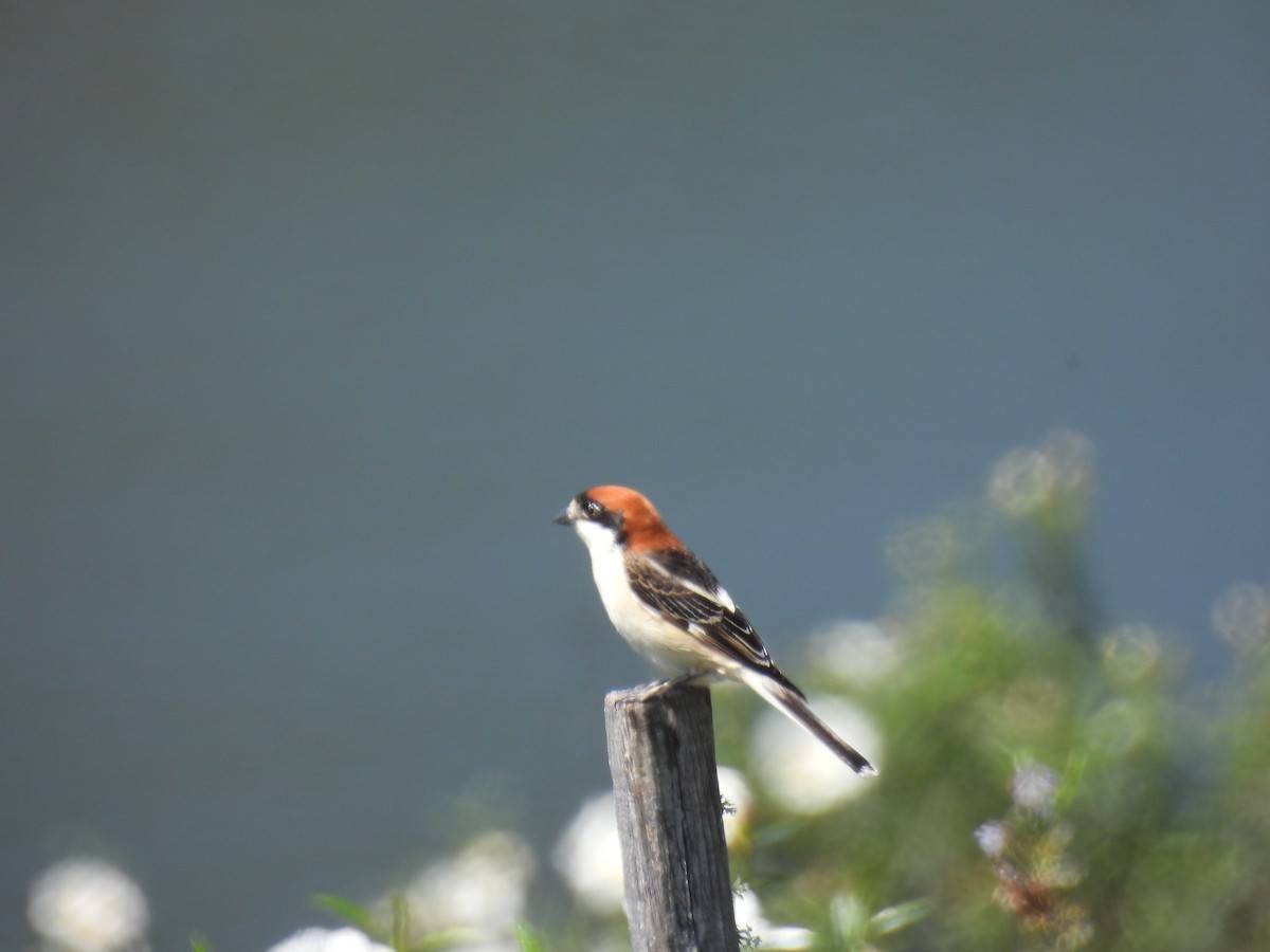 Woodchat Shrike - ML634127547