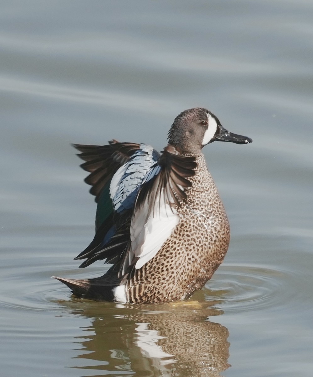 Blue-winged Teal - ML634127589