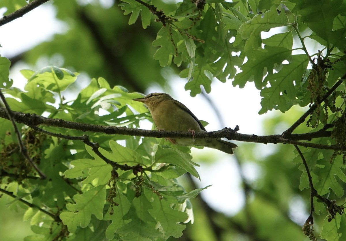Worm-eating Warbler - ML634127603