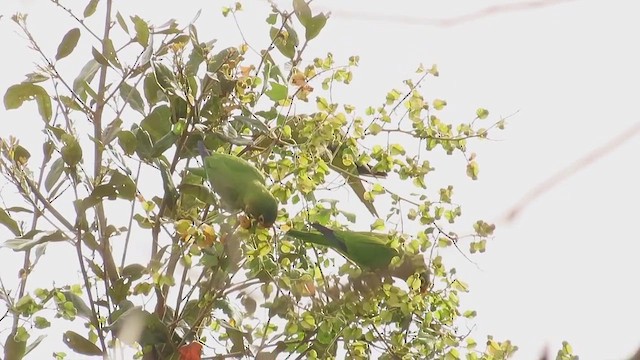 メキシコインコ - ML634127635