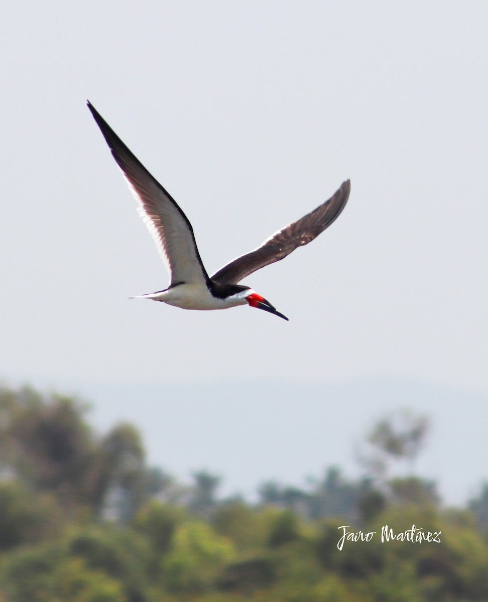 Black Skimmer - ML634127649