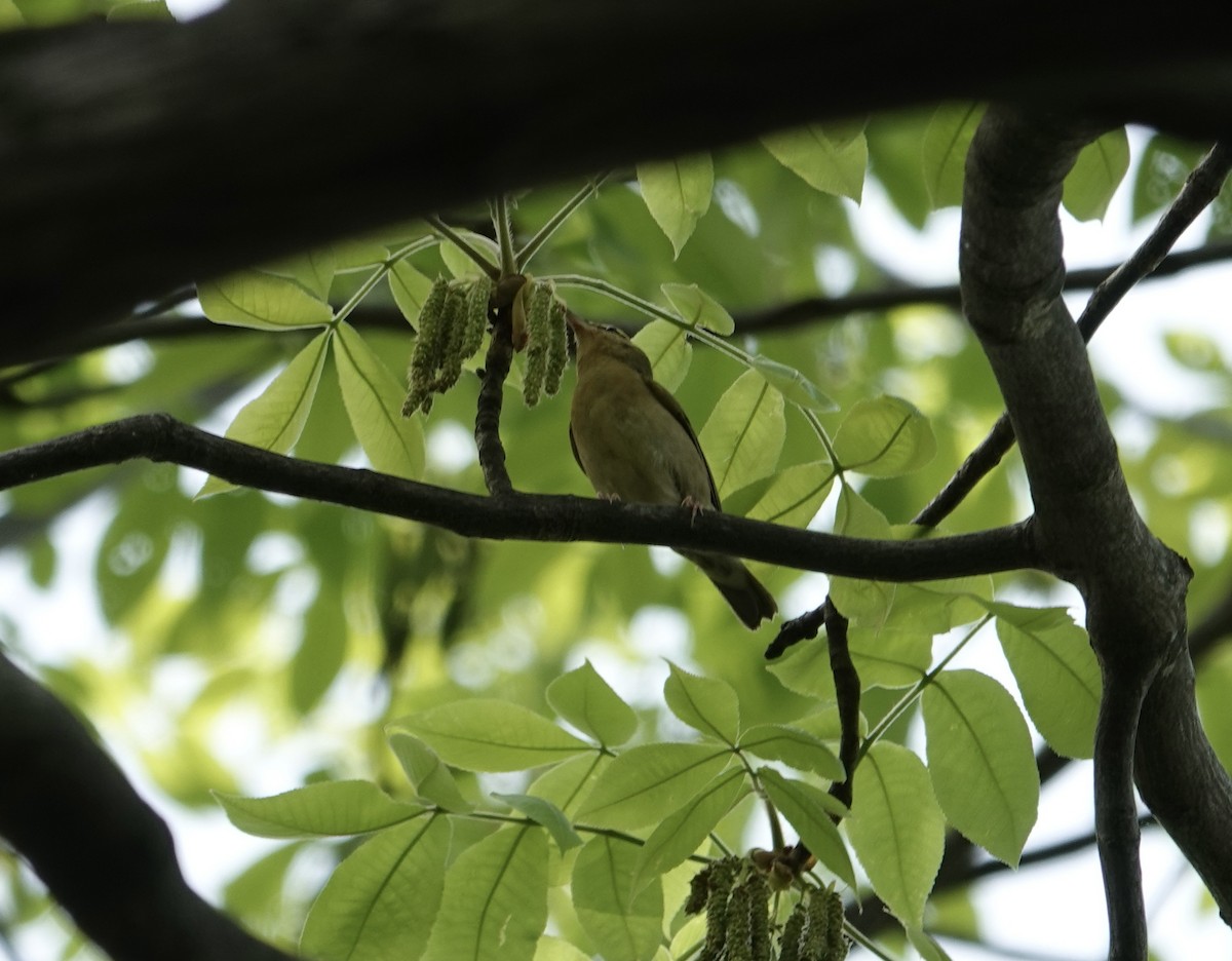 Worm-eating Warbler - ML634127682