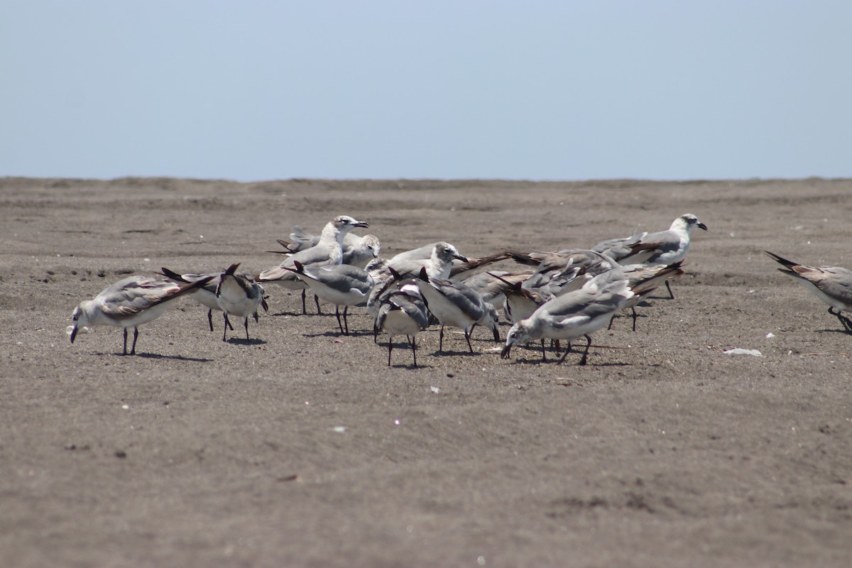 Laughing Gull - ML634127701
