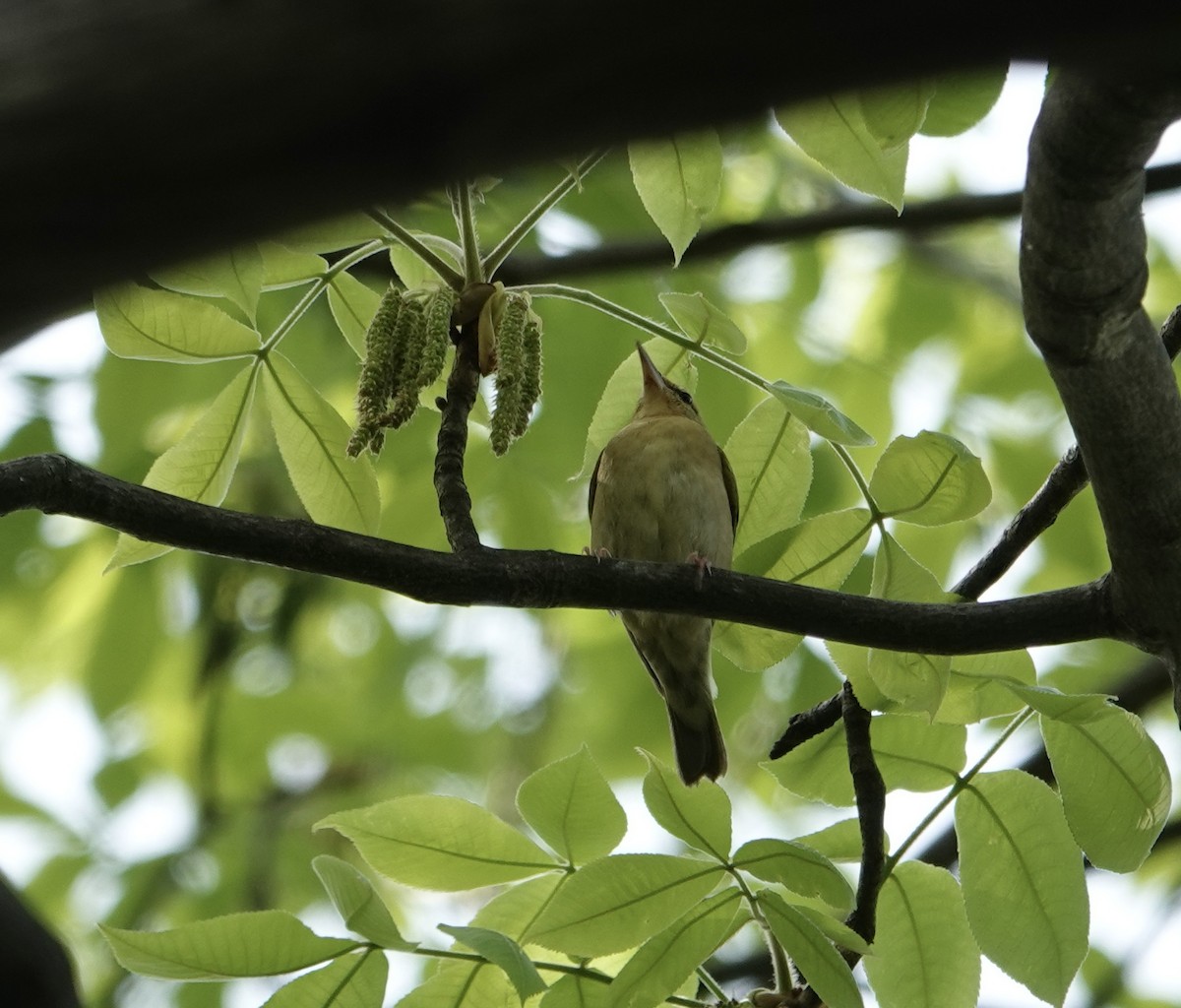 Worm-eating Warbler - ML634127706