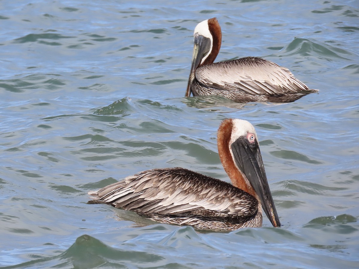 Brown Pelican (Atlantic) - ML634127732