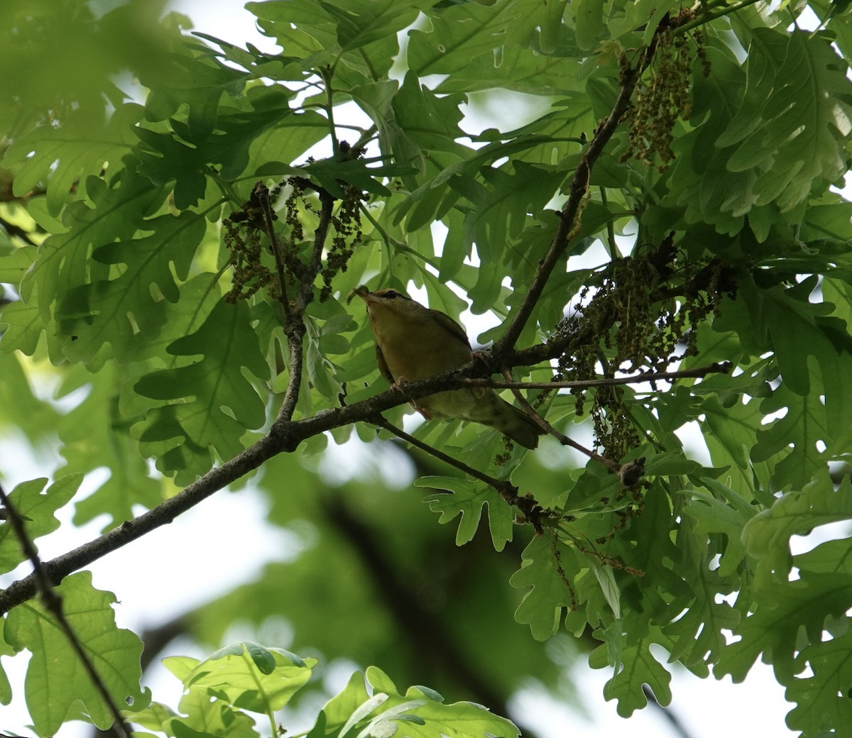Worm-eating Warbler - ML634127771