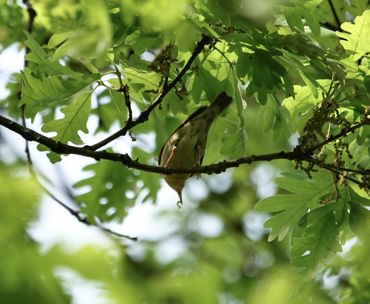 Worm-eating Warbler - ML634127820