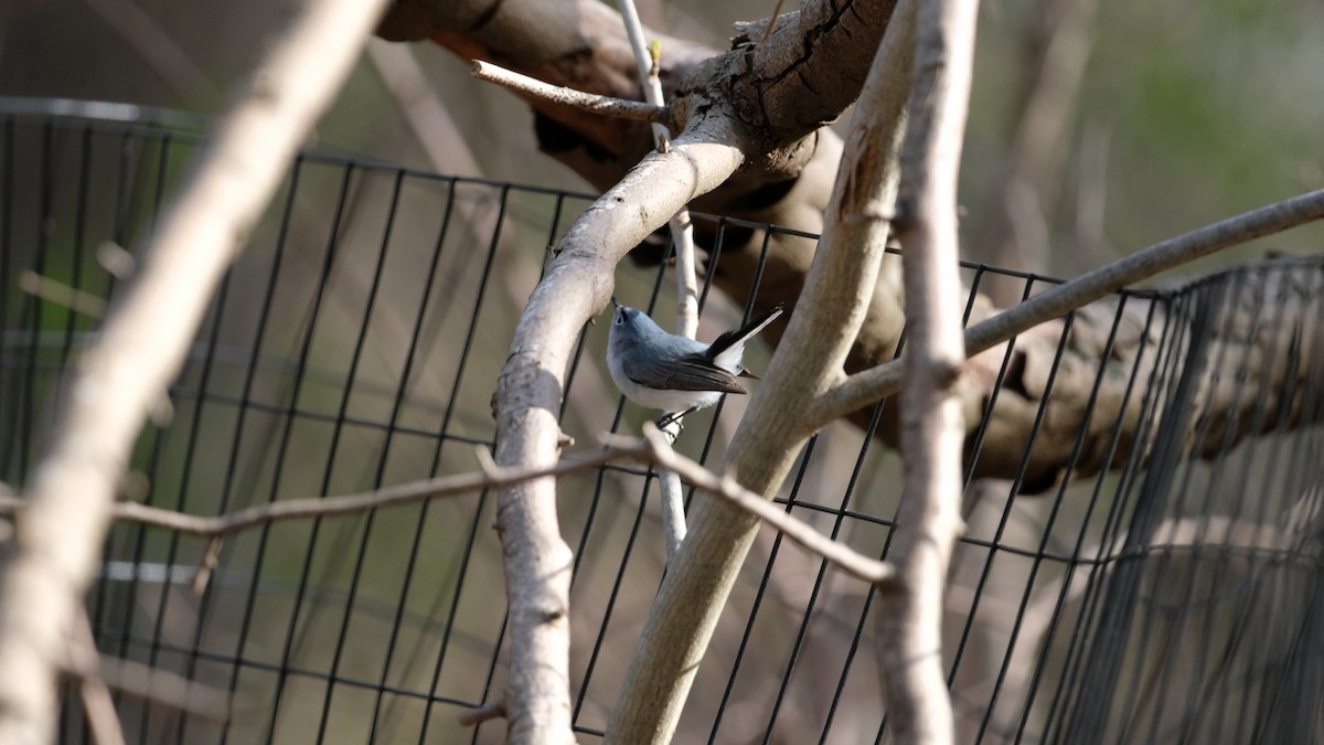 Blue-gray Gnatcatcher - ML634127827