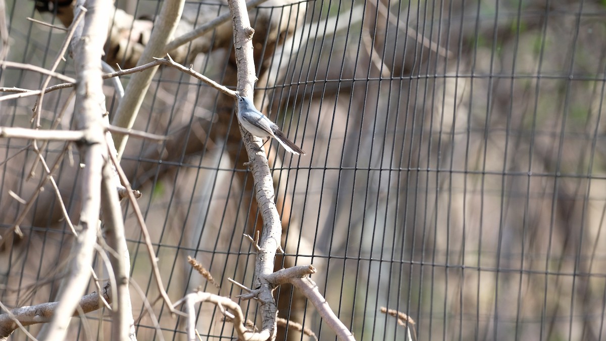 Blue-gray Gnatcatcher - ML634127829