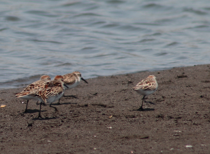 Western Sandpiper - ML634127851