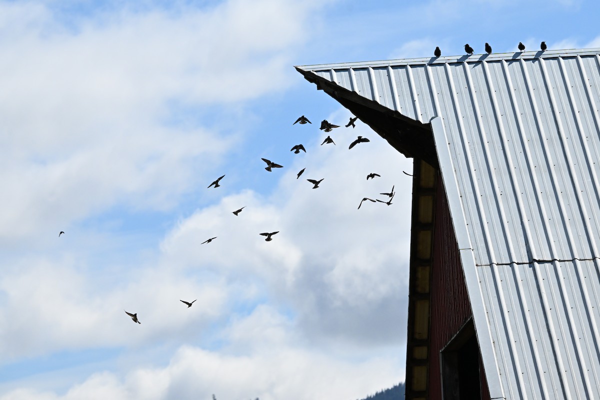 Cliff Swallow - ML634127887