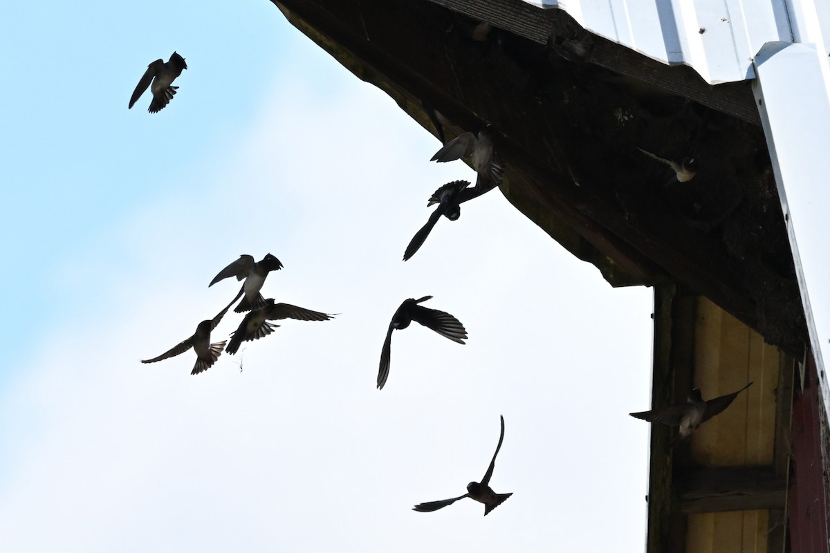 Cliff Swallow - ML634127888