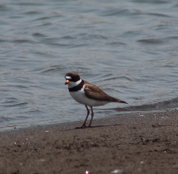 Semipalmated Plover - ML634127890