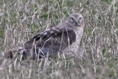 Northern Harrier - ML634127922