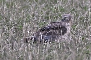 Northern Harrier - ML634127923