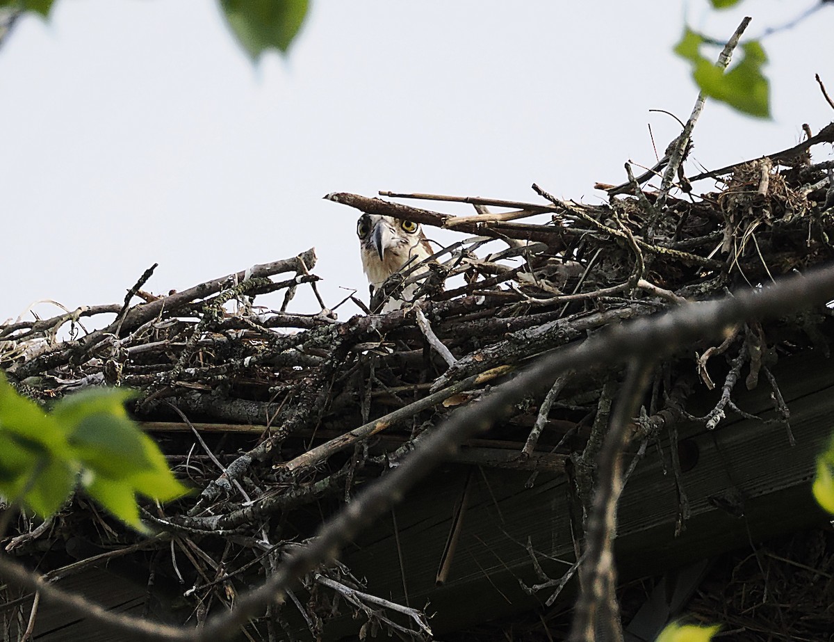 Osprey - ML634127979