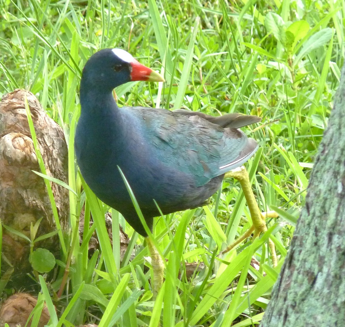 Purple Gallinule - ML634127989