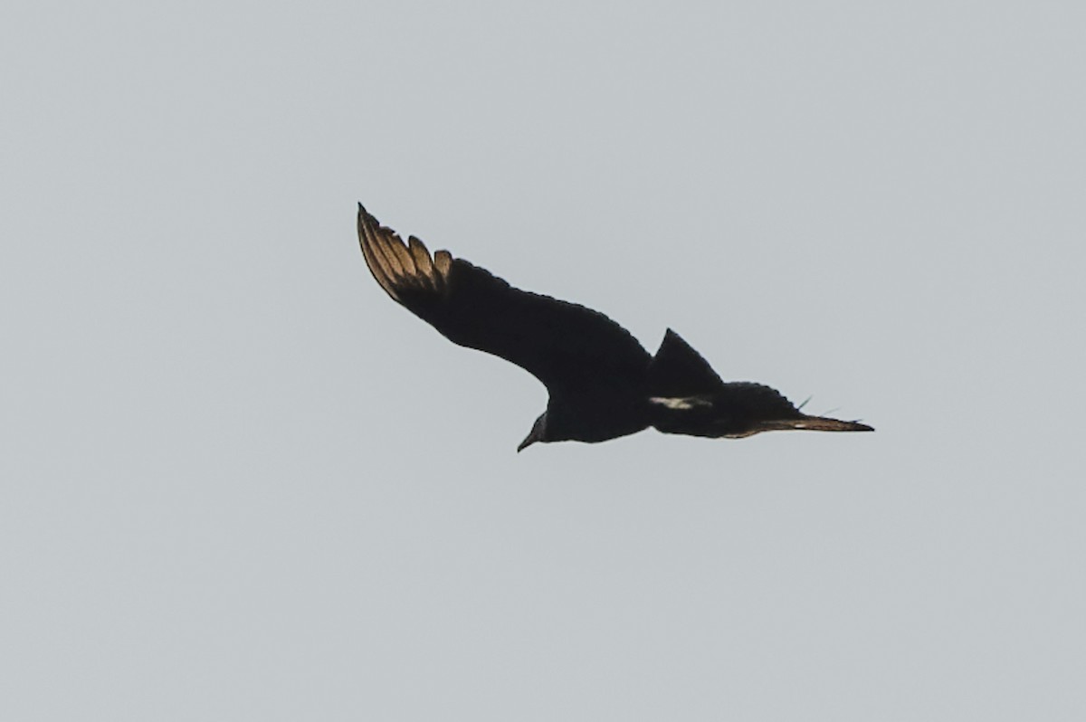 Black Vulture - ML634128007