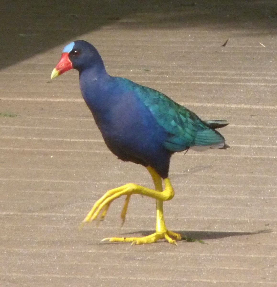 Purple Gallinule - ML634128009