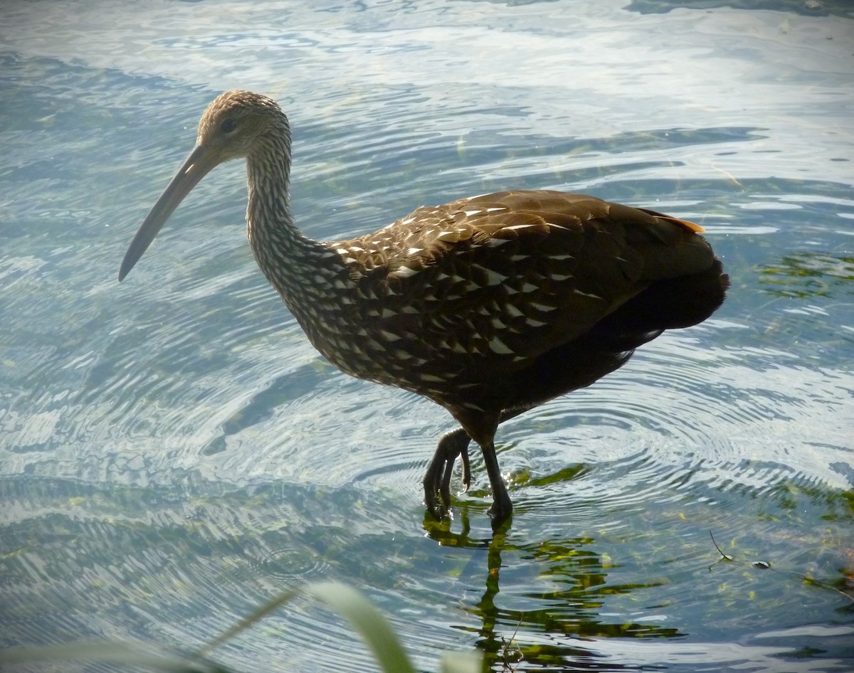 Limpkin - ML634128035