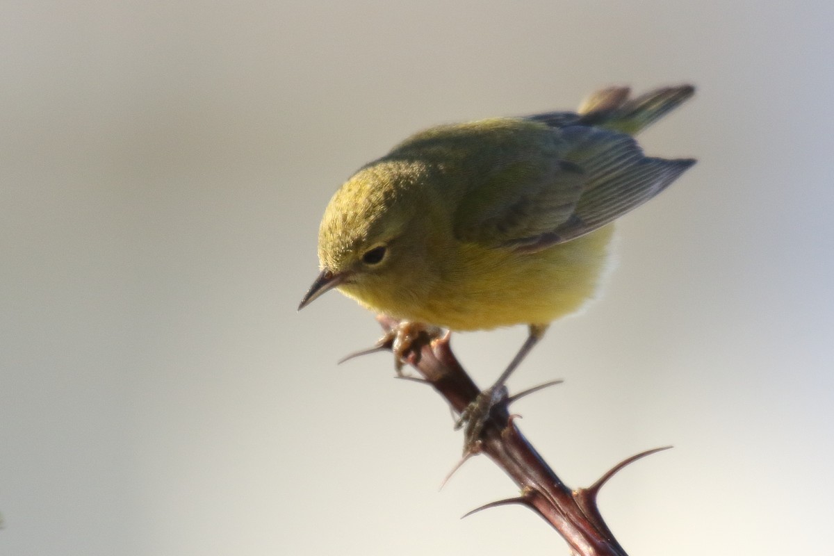 Orange-crowned Warbler (lutescens) - ML634128041