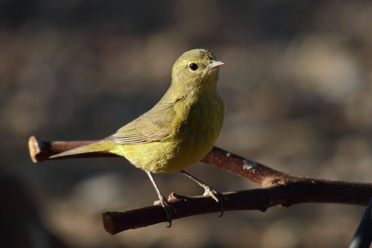 Orange-crowned Warbler (lutescens) - ML634128042