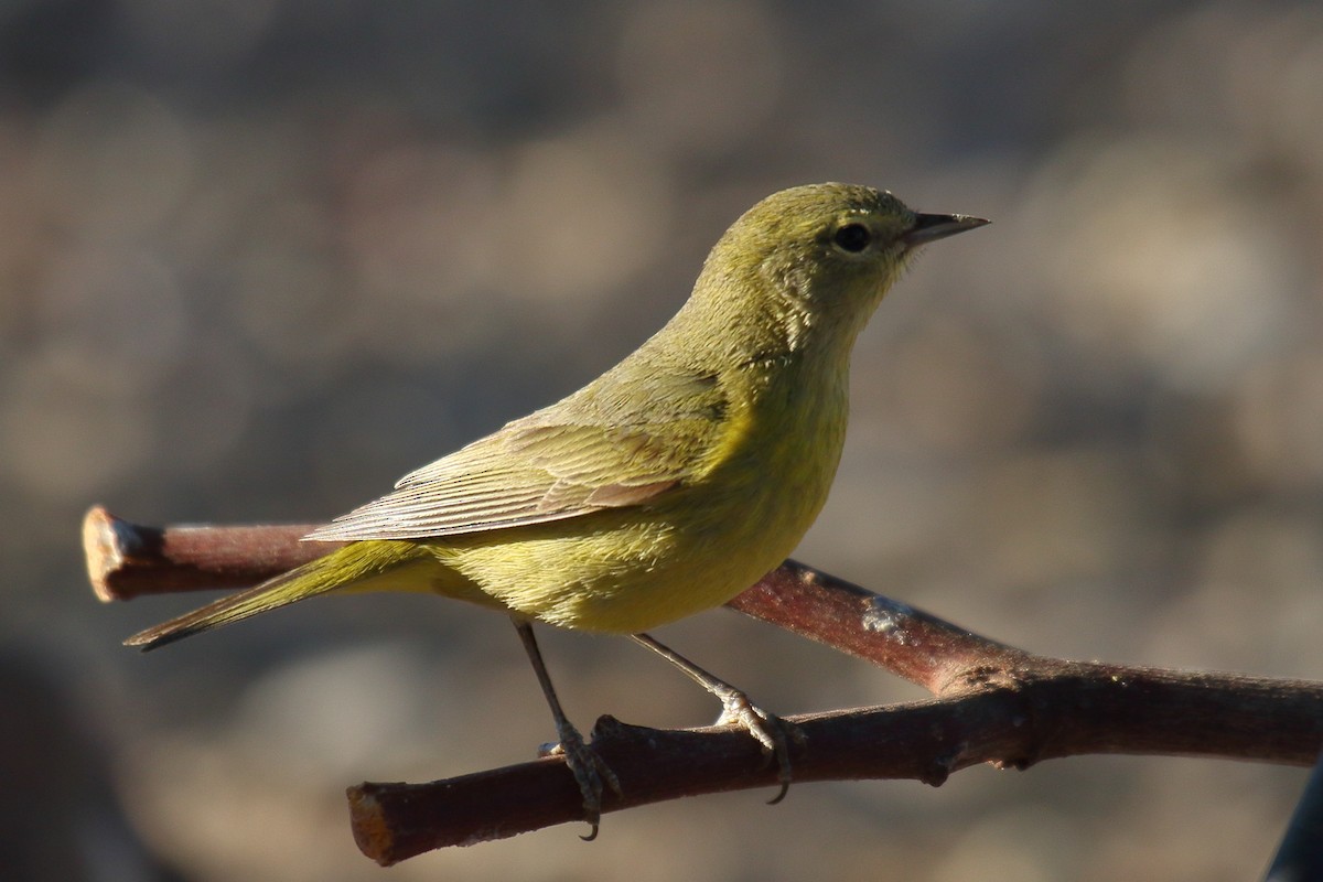 Orange-crowned Warbler (lutescens) - ML634128043