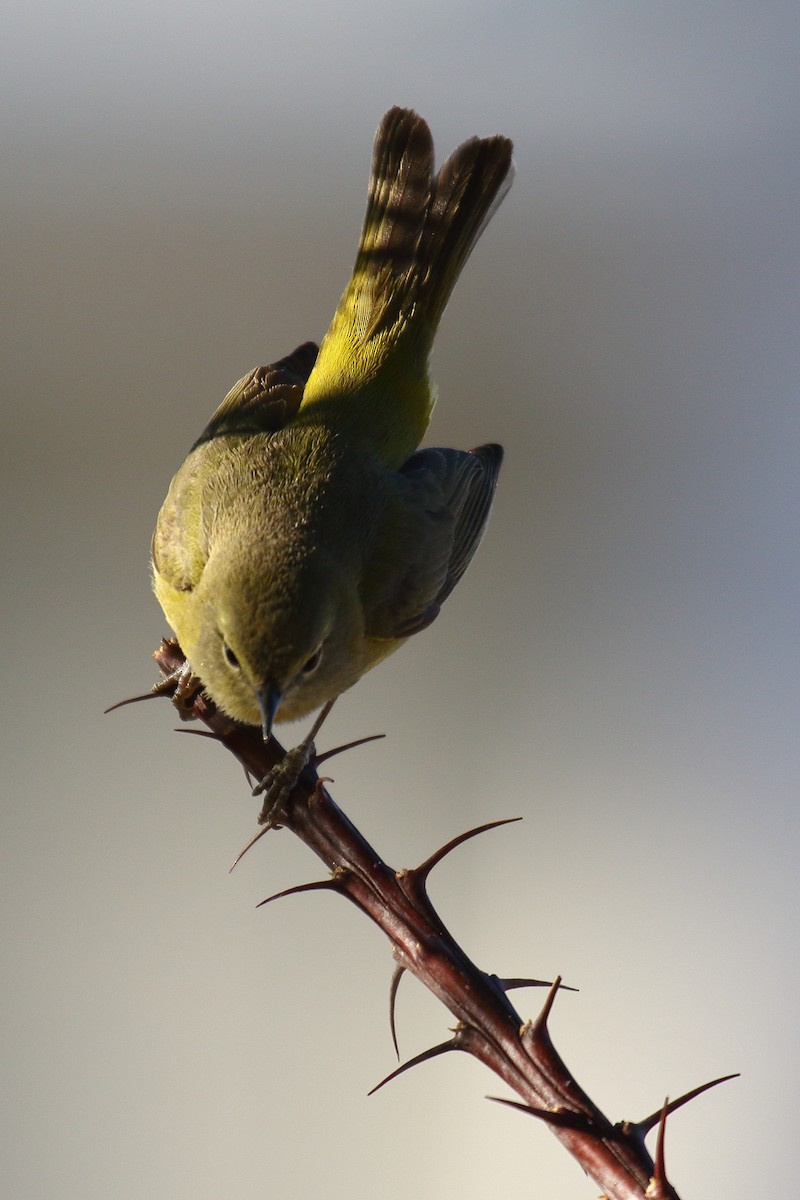 Orange-crowned Warbler (lutescens) - ML634128044