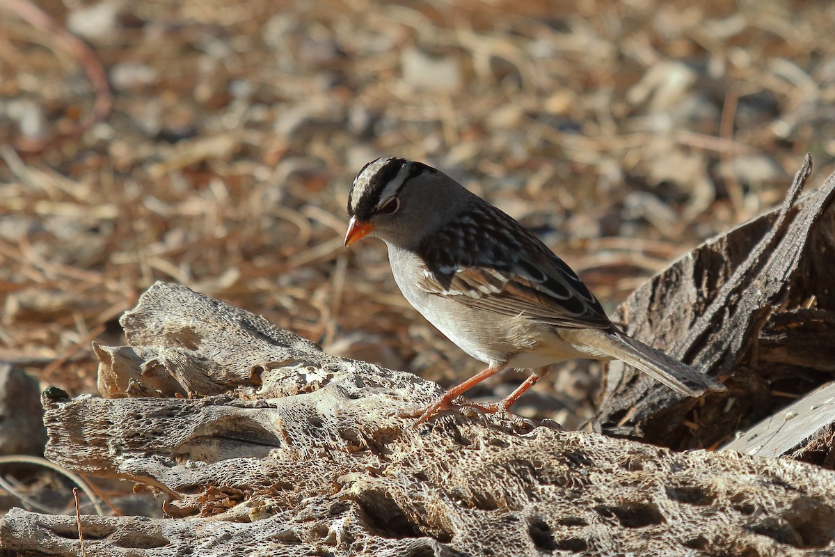 White-crowned Sparrow (Dark-lored) - ML634128076