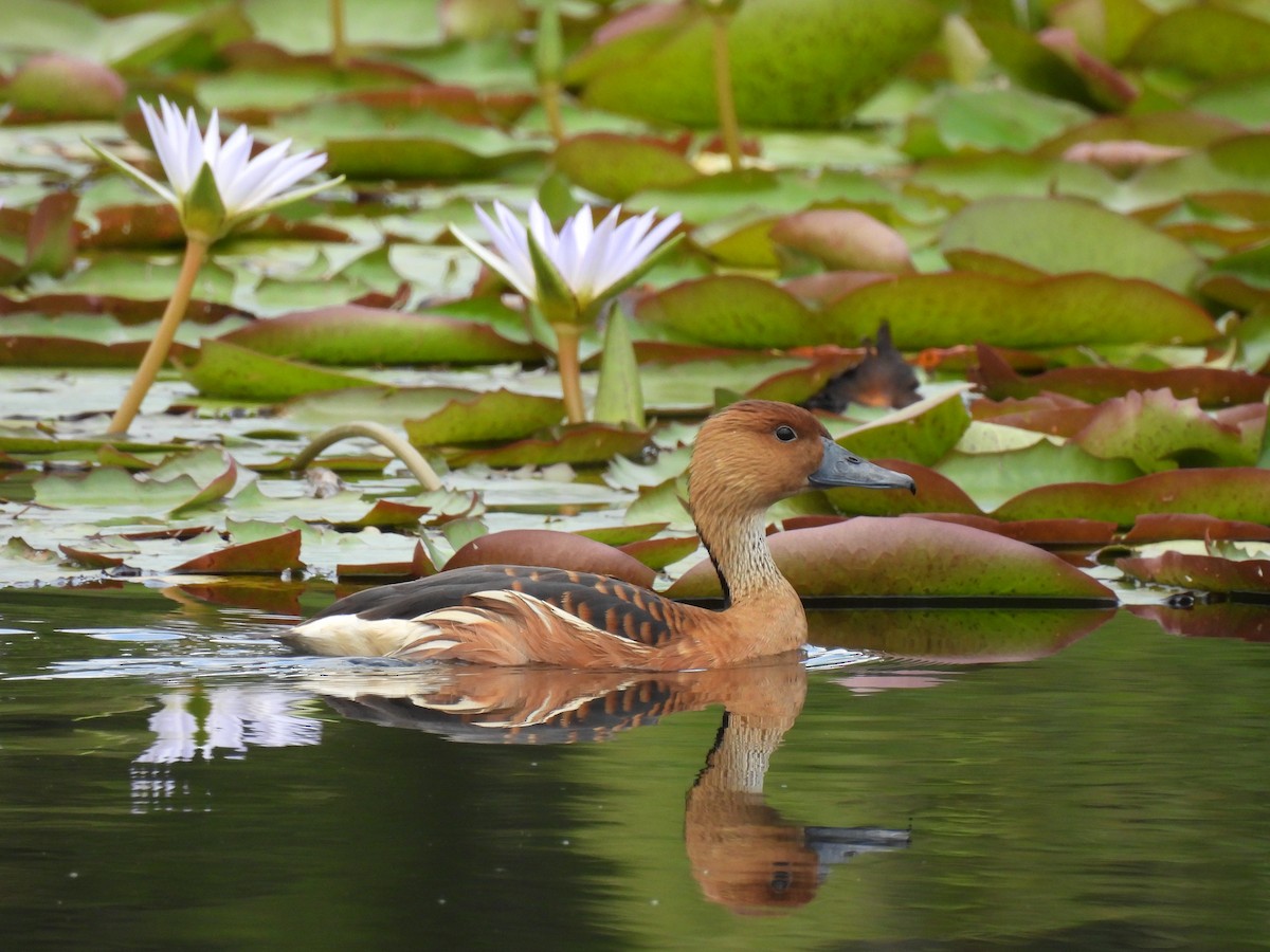 Fulvous Whistling-Duck - ML634128093