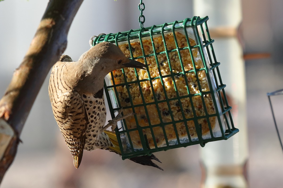 Gilded Flicker - ML634128101