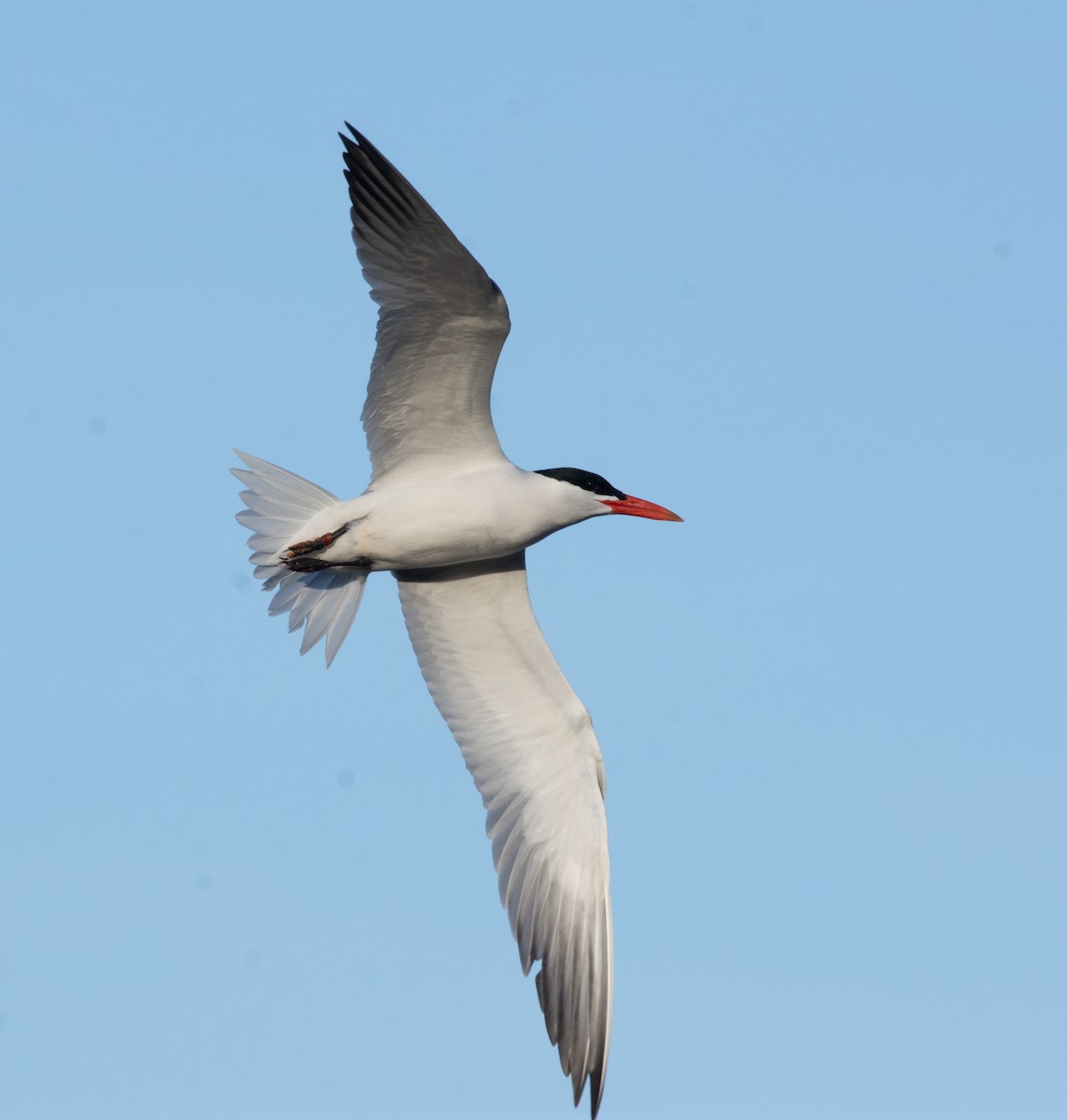 Caspian Tern - ML634128134