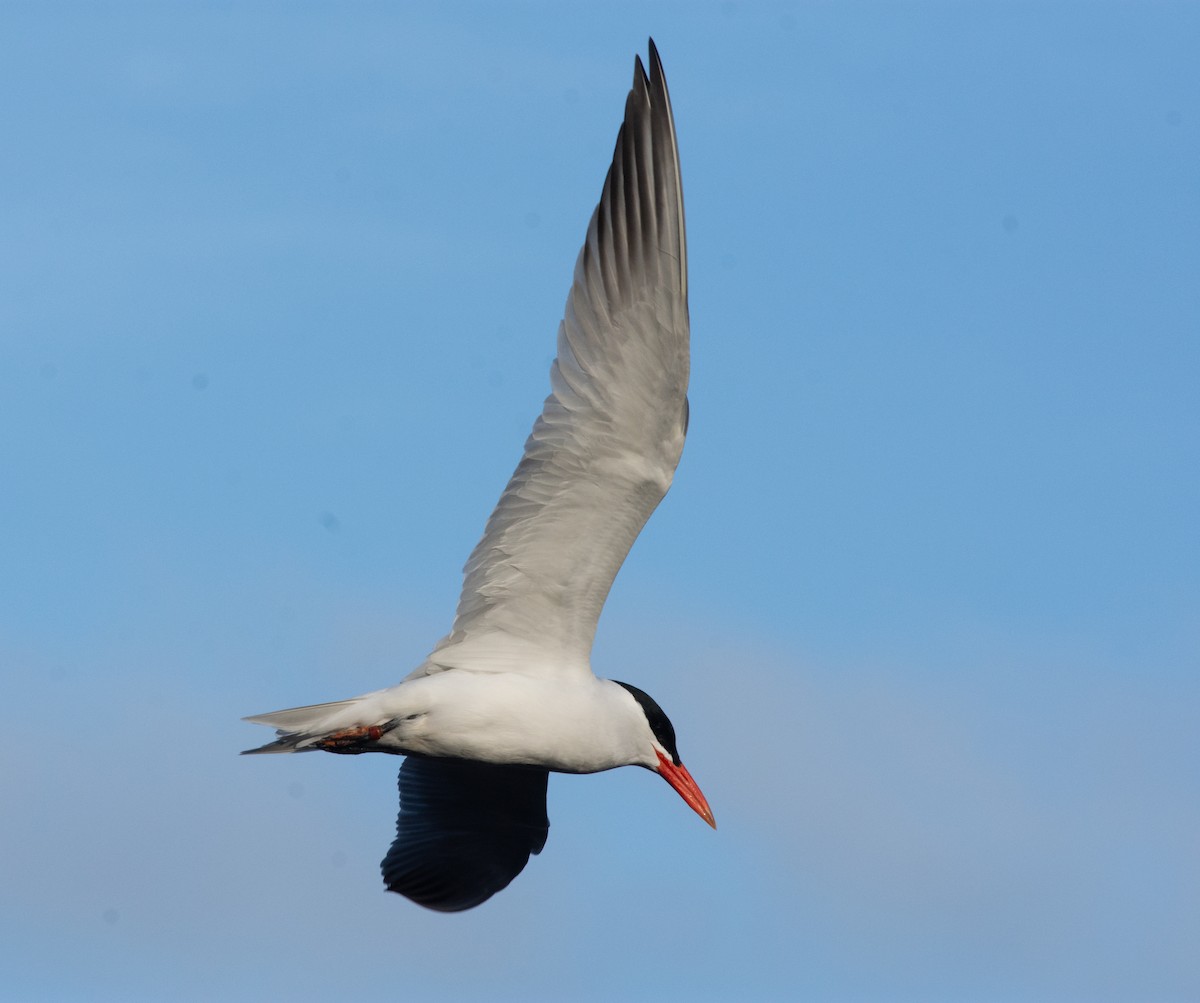 Caspian Tern - ML634128138