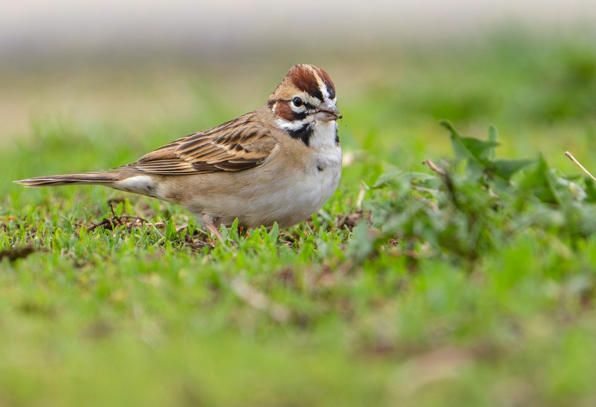 Lark Sparrow - ML634128145