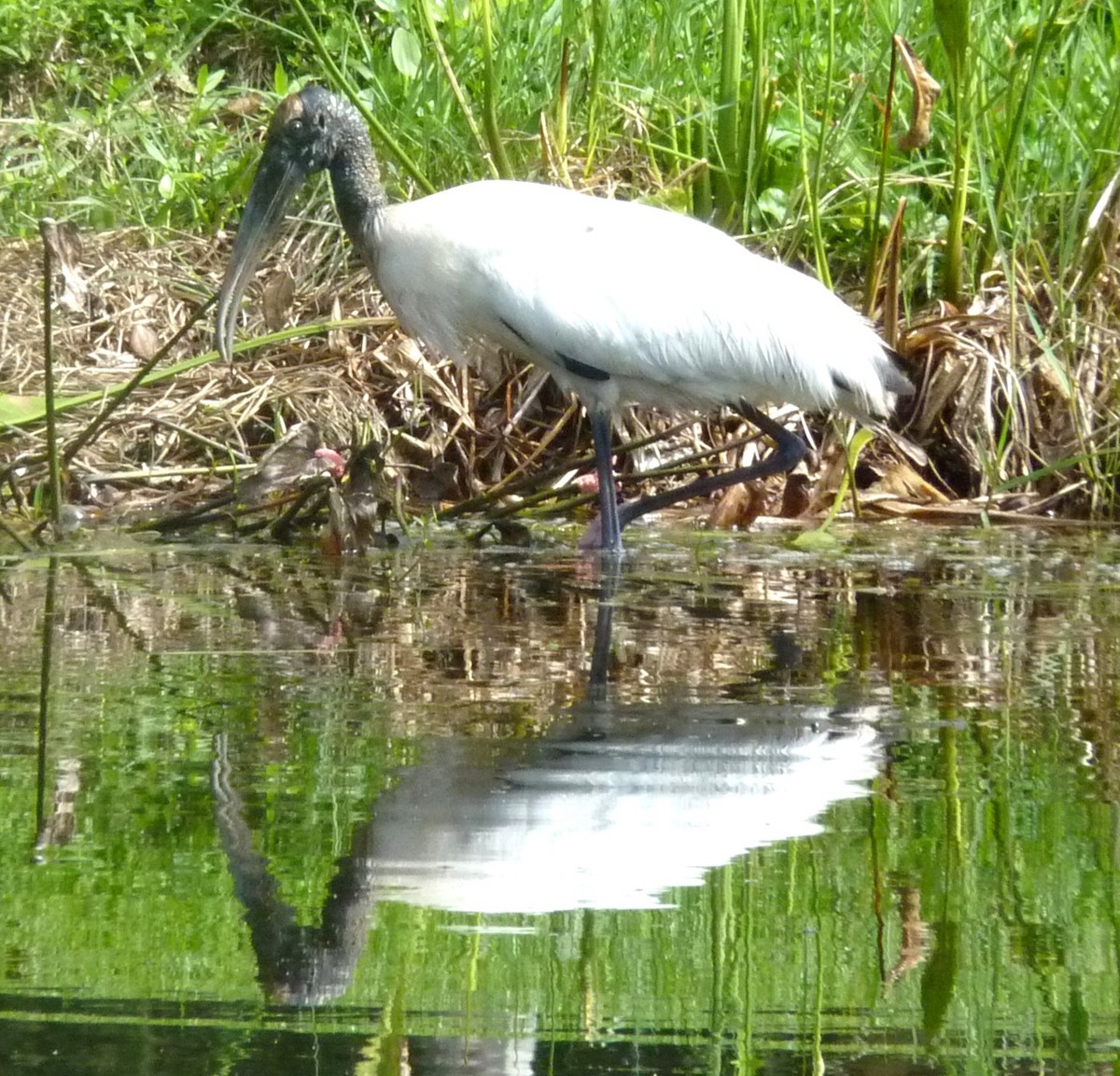 Wood Stork - ML634128147