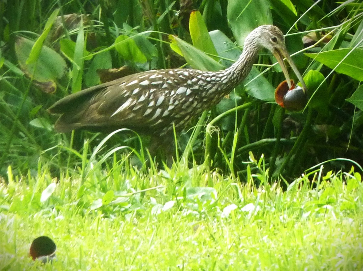 Limpkin - ML634128228
