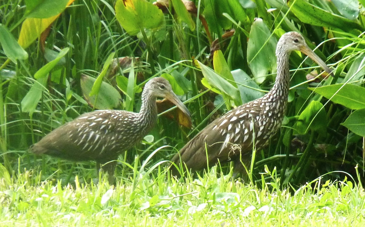 Limpkin - ML634128253