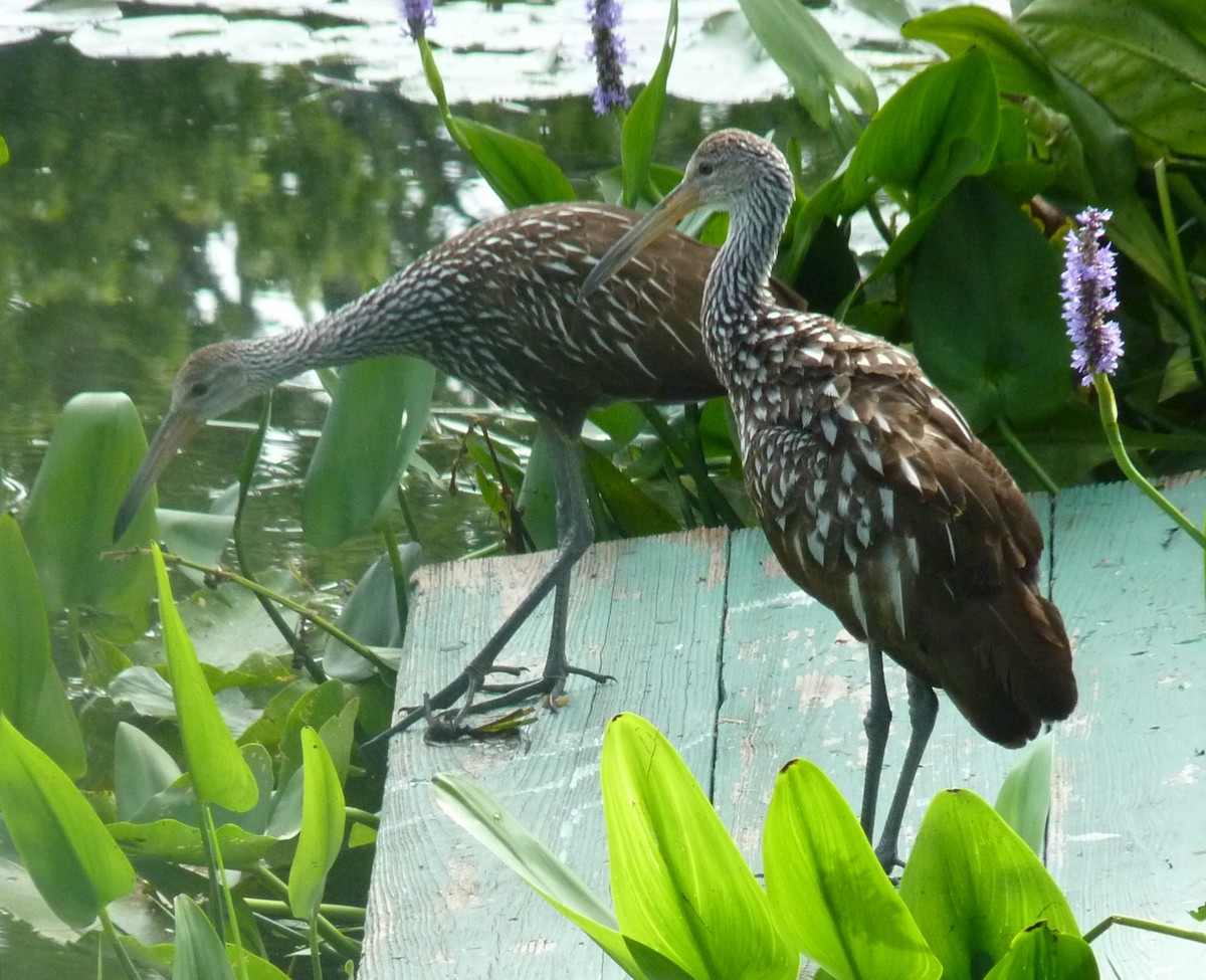 Limpkin - ML634128295