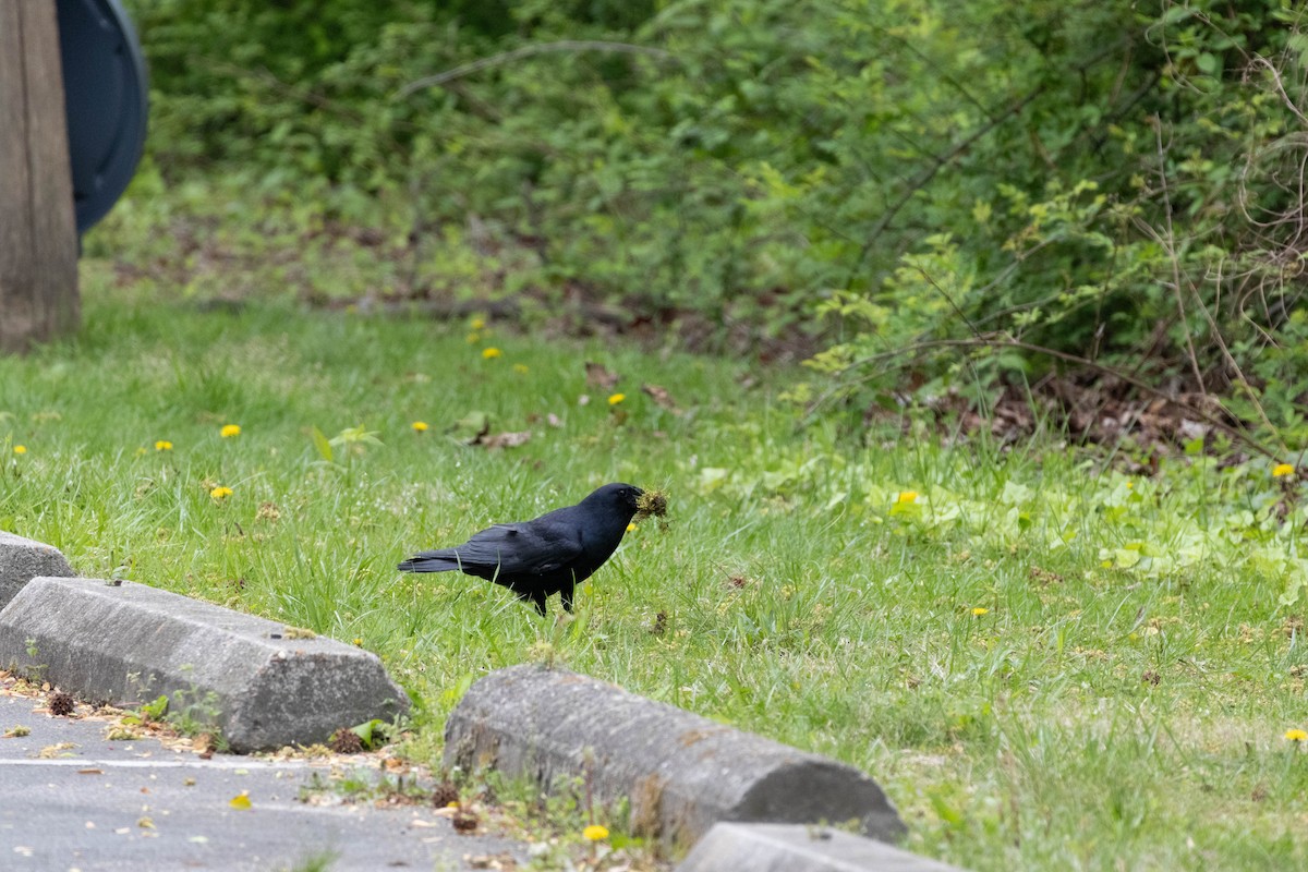 Fish Crow - ML634128296