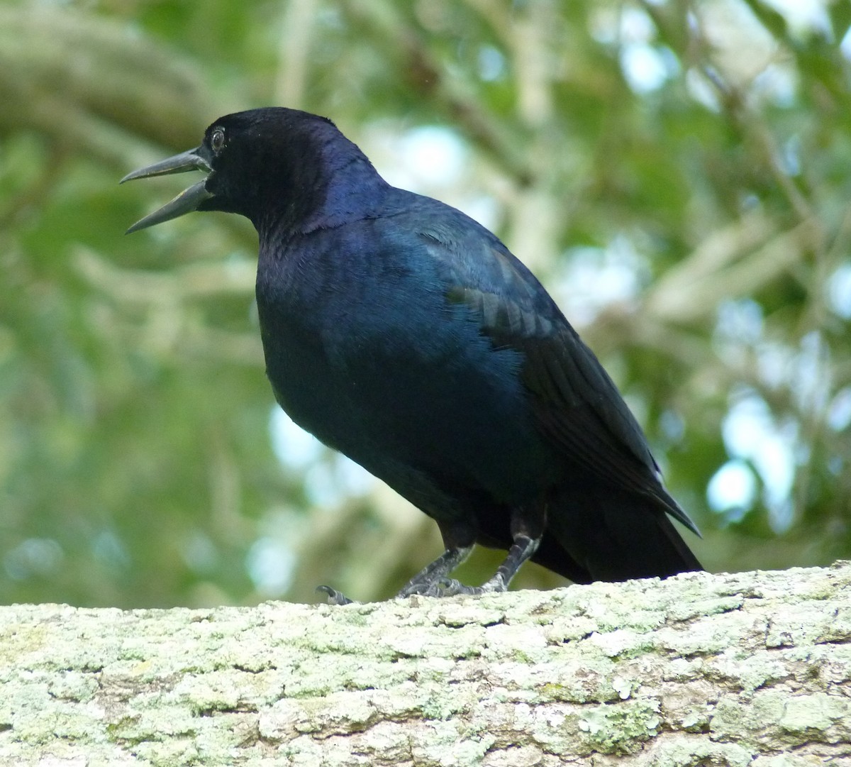 Boat-tailed Grackle - ML634128318