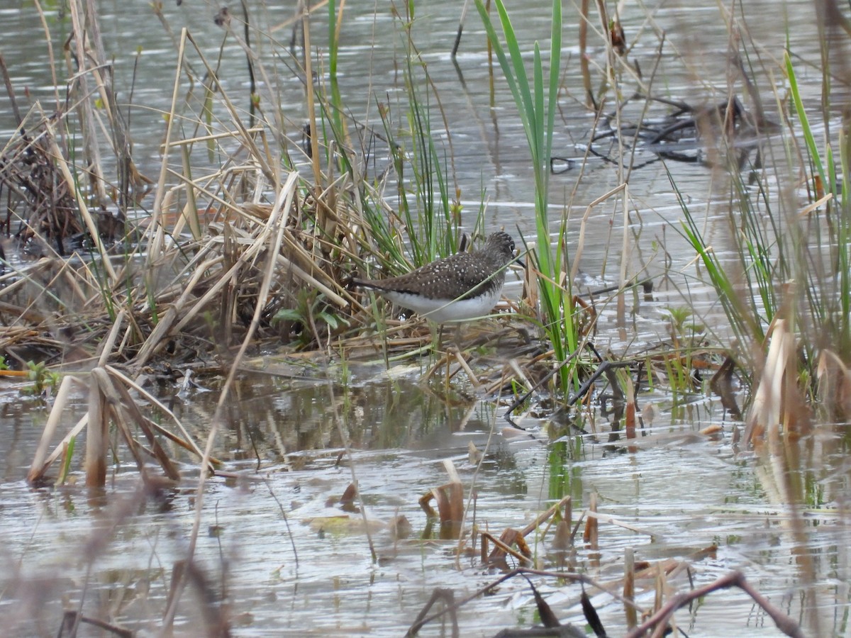 Solitary Sandpiper - ML634128399