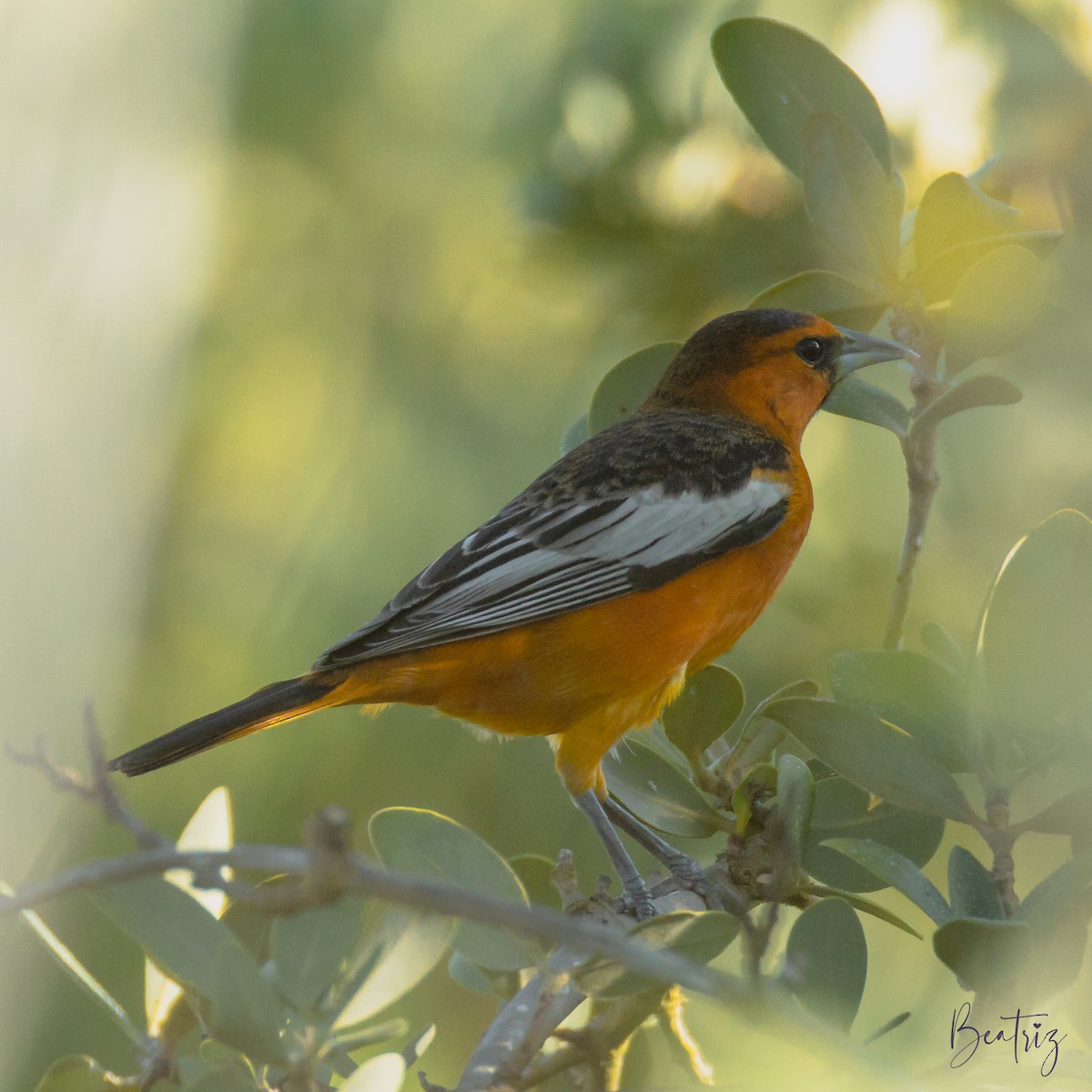 Bullock's Oriole - ML634128607