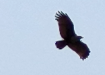 Brahminy Kite - ML634128654