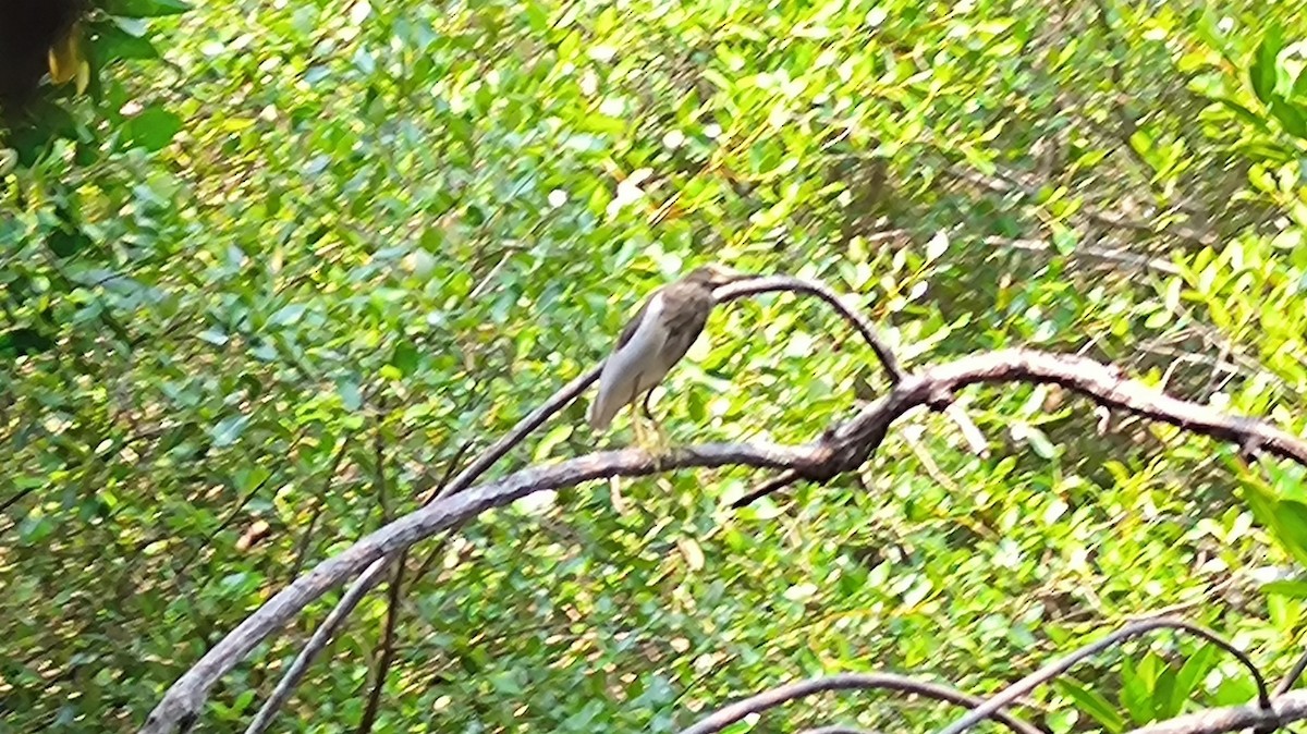 Indian Pond-Heron - ML634128674