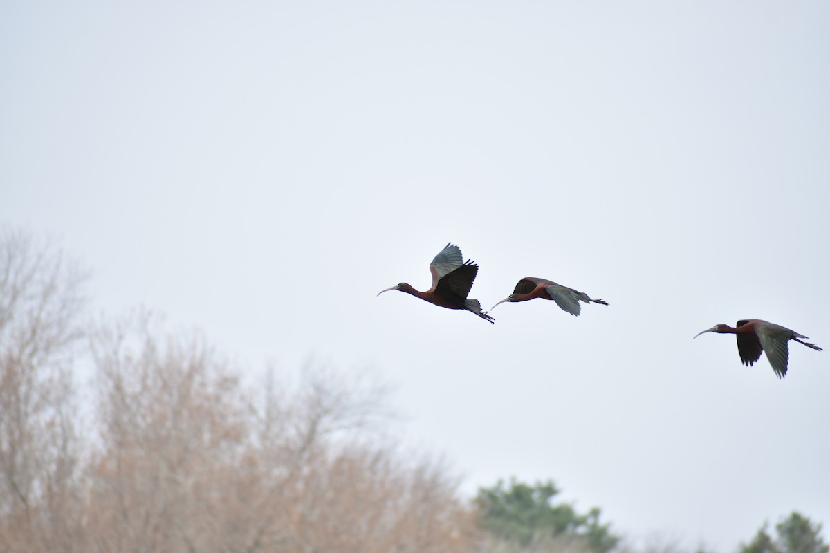 Glossy Ibis - ML634128689